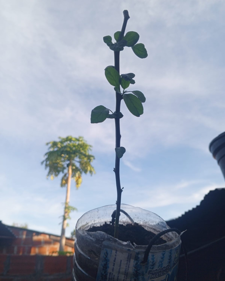 Planta pequeña creciendo en un recipiente reutilizado frente al cielo.
